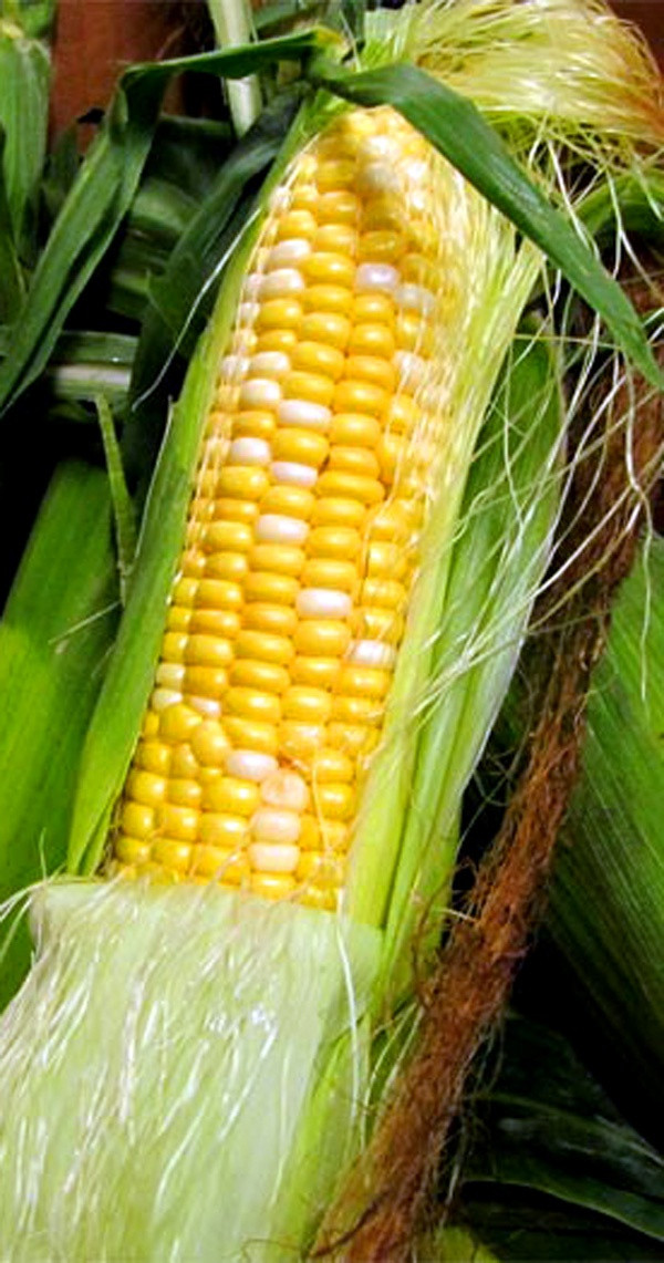 Is Corn Healthy
 17 Best images about Corn Harvests time for all on