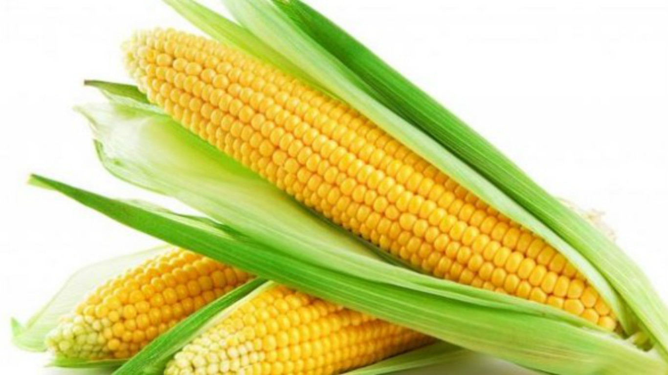 Is Corn Healthy
 Health Benefits of Sweet Corn