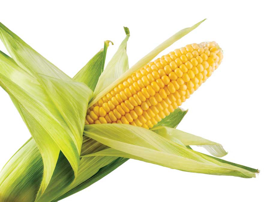 Is Corn Healthy
 Let Us Know Is Corn Healthy Not For Your Health