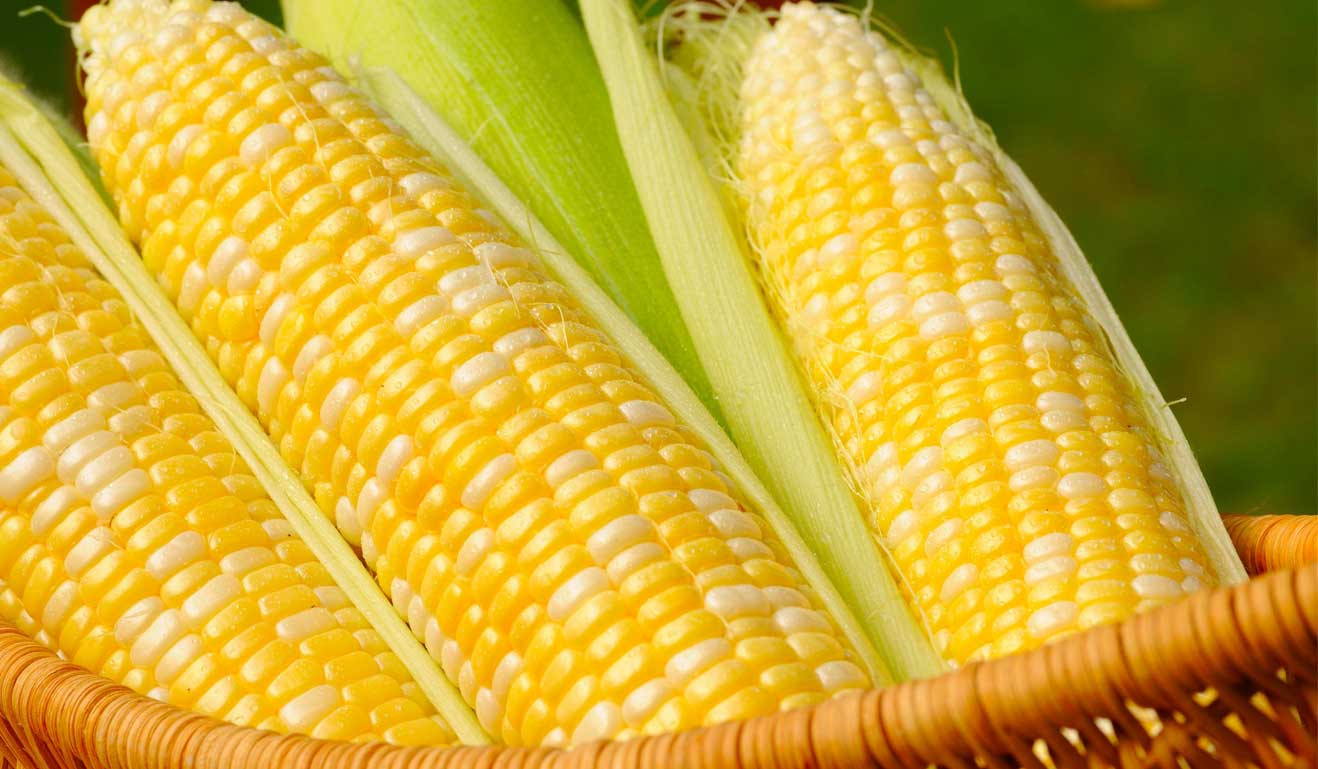 Is Corn Healthy
 Top 10 Health Benefits of Corn You Had Better Know