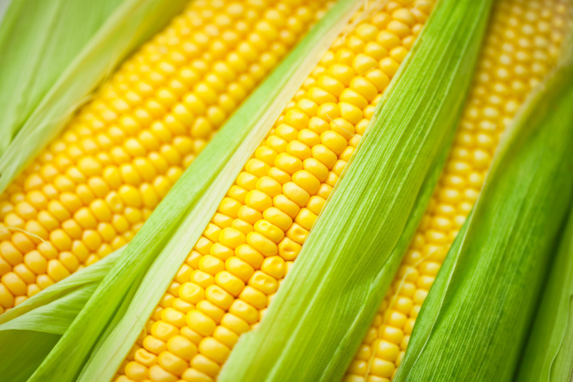 Is Corn Healthy
 How and When to Pick Sweet Corn