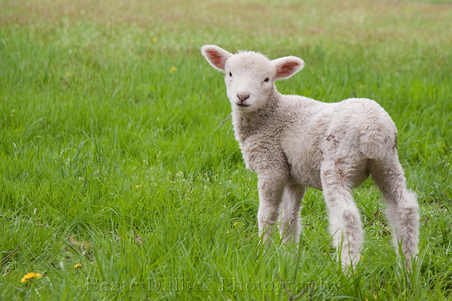 Lamb For Easter
 Related Keywords & Suggestions for easter lamb