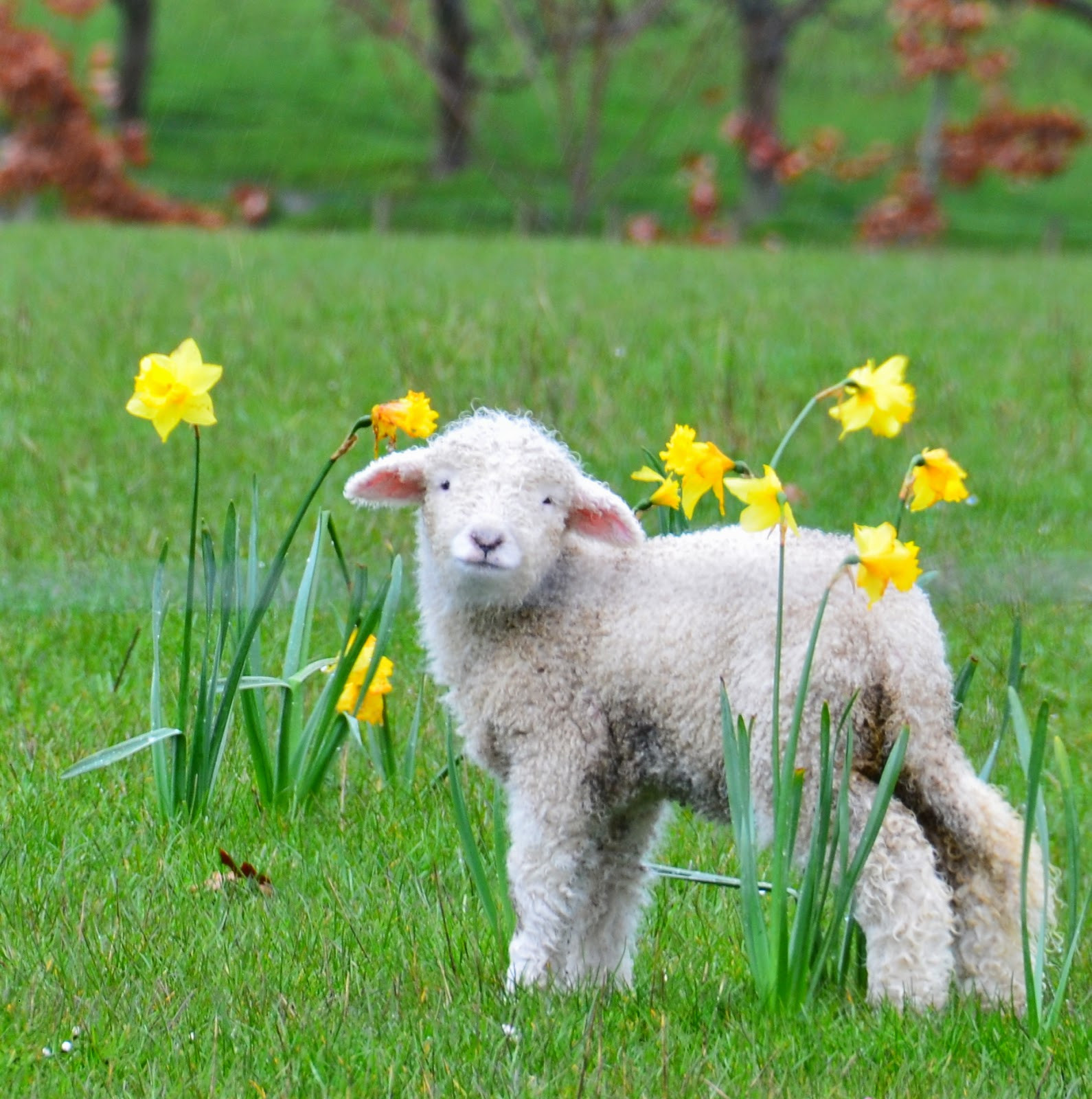 Lamb For Easter
 The Polohouse Blessed Easter Greetings