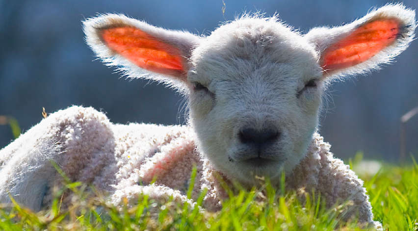 Lamb For Easter
 Italy Happy Easter for the lambs