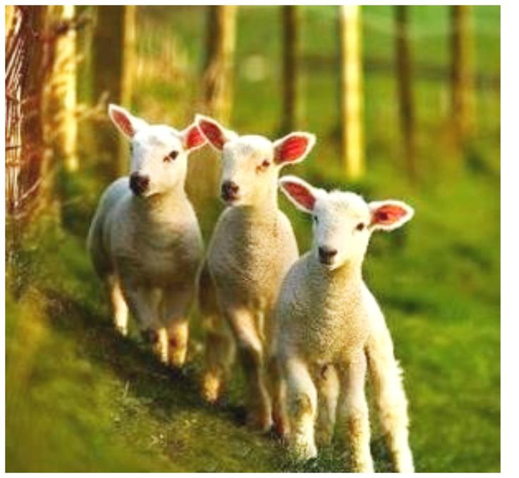 Lamb For Easter
 31 best images about Butter lamb on Pinterest