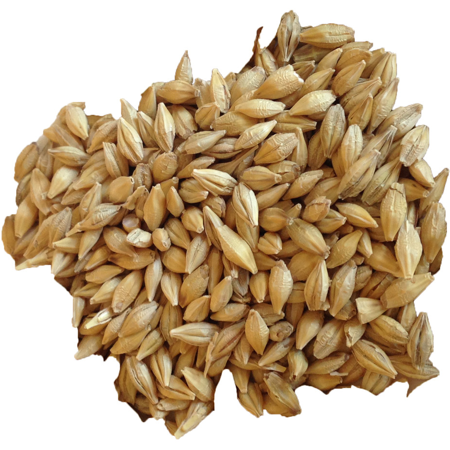 Organic Barley Seed
 Barley Organic Sprouting Barley BuildASoil