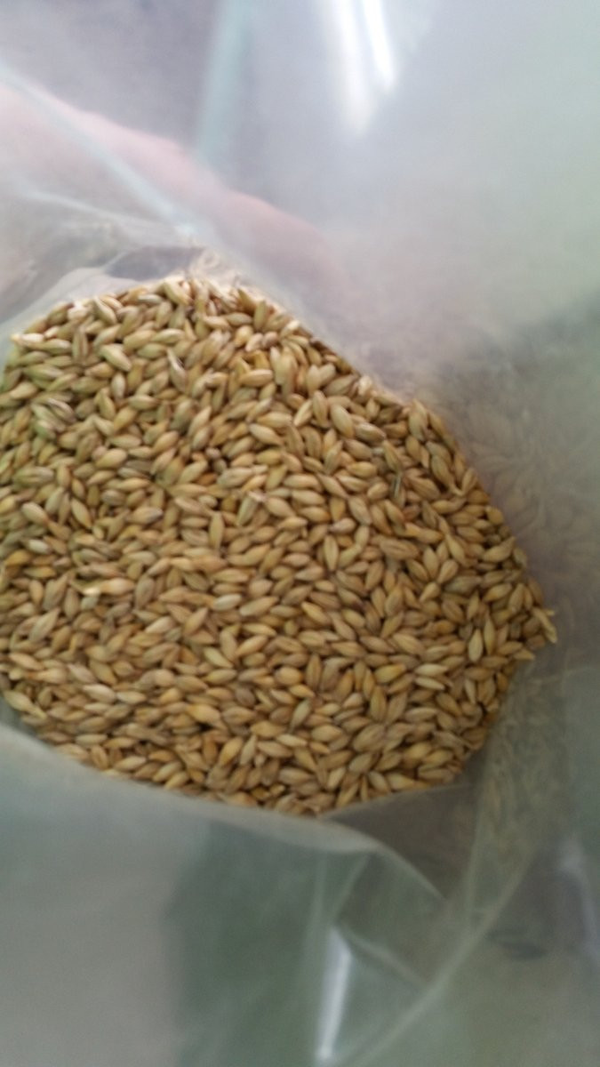 Organic Barley Seed
 Barley Seed organic – The Soil Makers