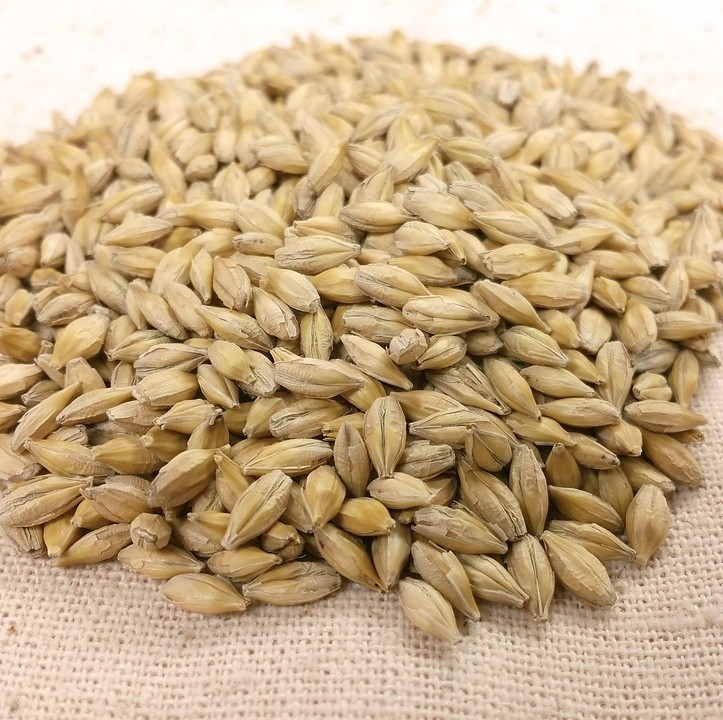 Organic Barley Seed
 Organic Barley Seed
