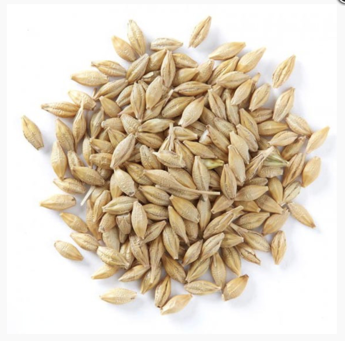 Organic Barley Seed
 Cover Crops Seeds & Grain KIS Organics