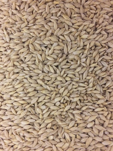 Organic Barley Seed
 Organic Barley Seed PoultryLife