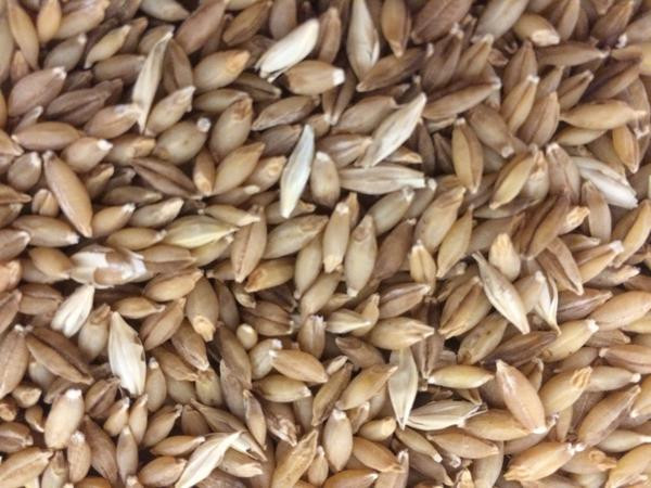 Organic Barley Seed
 Himalayan Barley Organic Heirloom Grain Seed Salt Spring