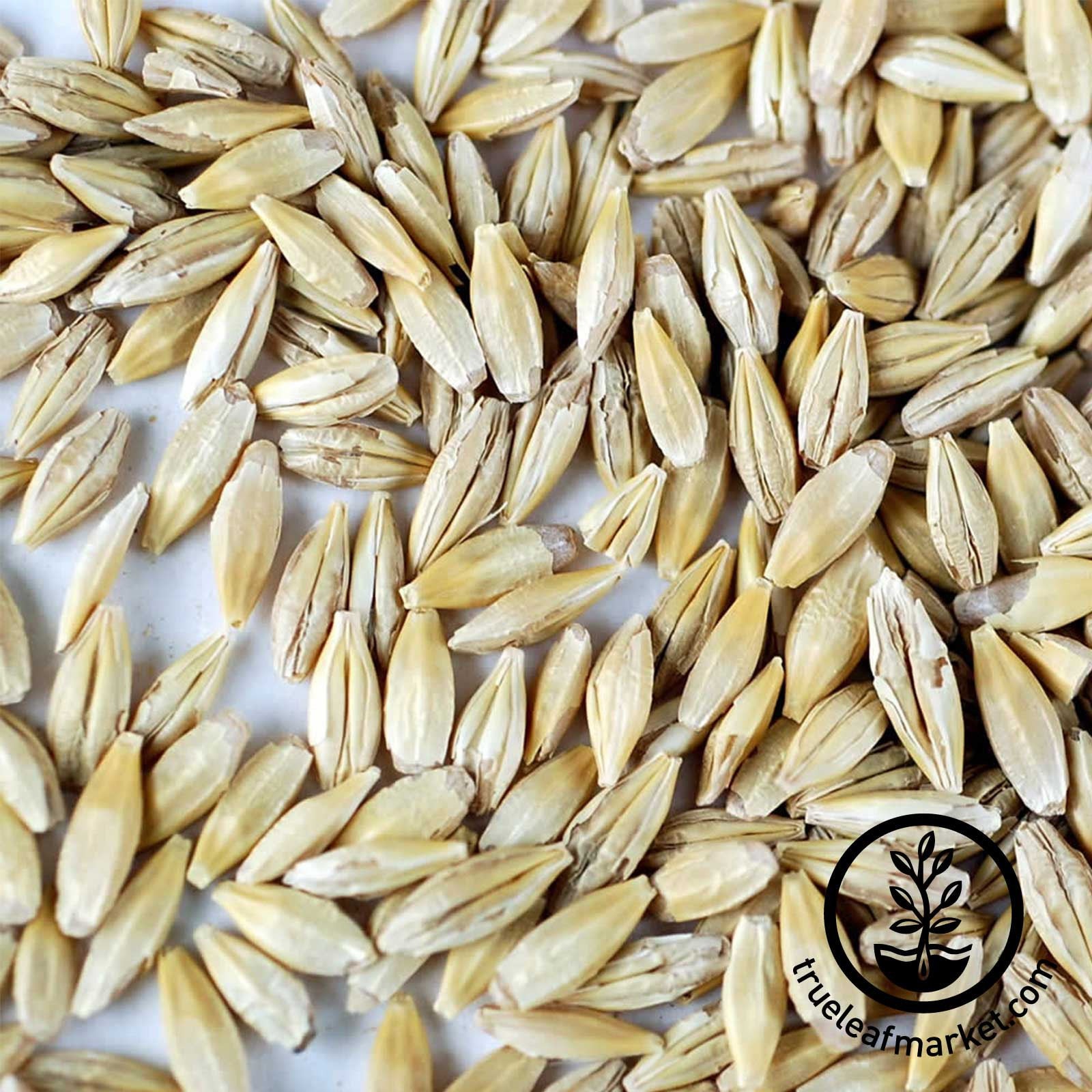 Organic Barley Seed
 Organic Barley Grass Seed
