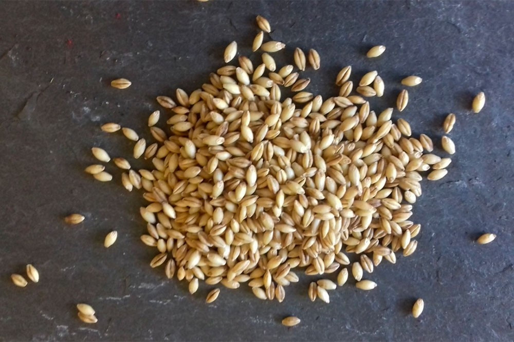 Organic Barley Seed
 Organic Naked Barley Seeds for Sprouting