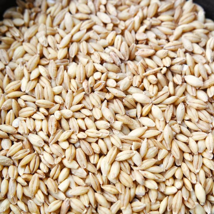 Organic Barley Seed
 Other Grains Adaptive Seeds