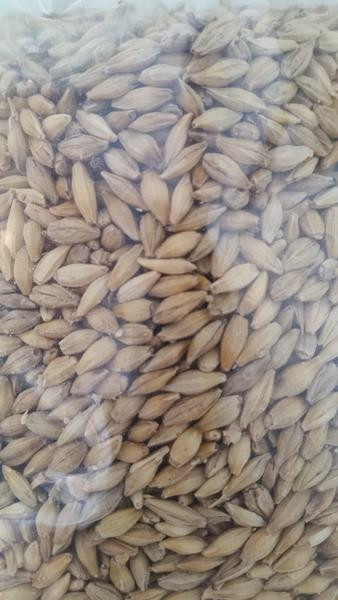 Organic Barley Seed
 Barley Seed organic – The Soil Makers