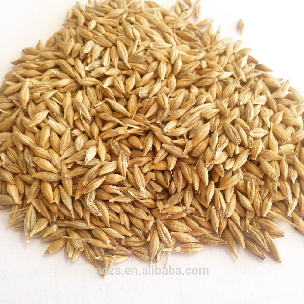 Organic Barley Seed
 Good Barley Seed For Sale Buy Barley Seed For Sale Green