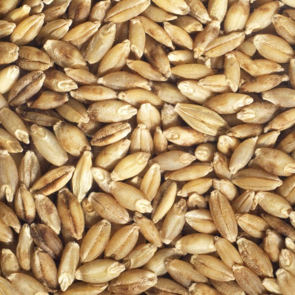 Organic Barley Seed
 Organic Barley Seeds To Sprout Germline