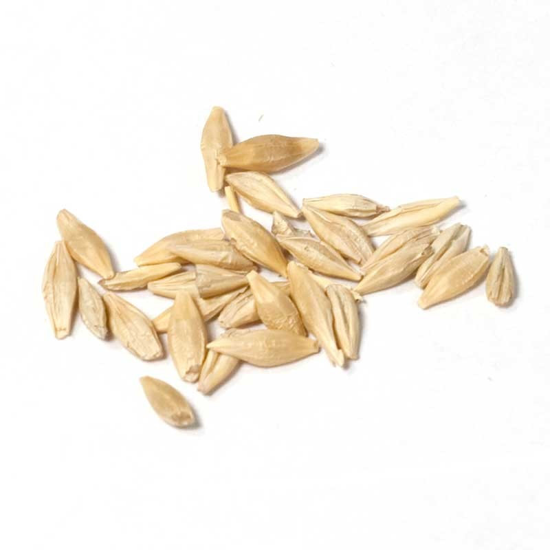 Organic Barley Seed
 Organic Beardless Barley Seed GrowOrganic