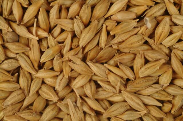 Organic Barley Seed
 Buy Organic Barley from shubh laxmi trading India