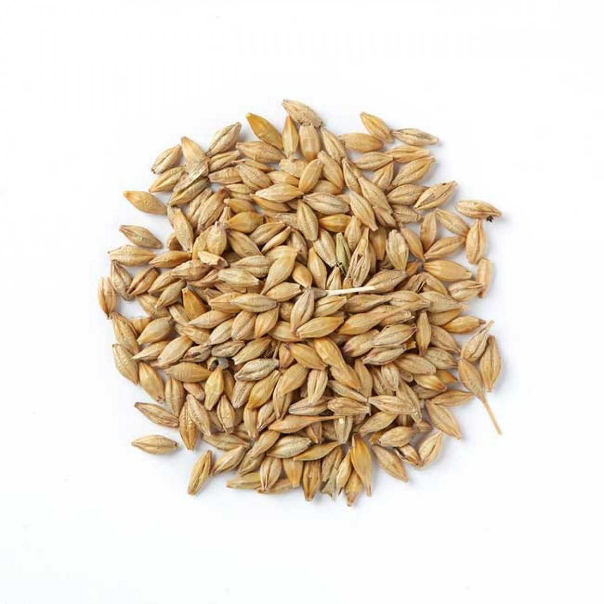 Organic Barley Seed
 Barley Seed