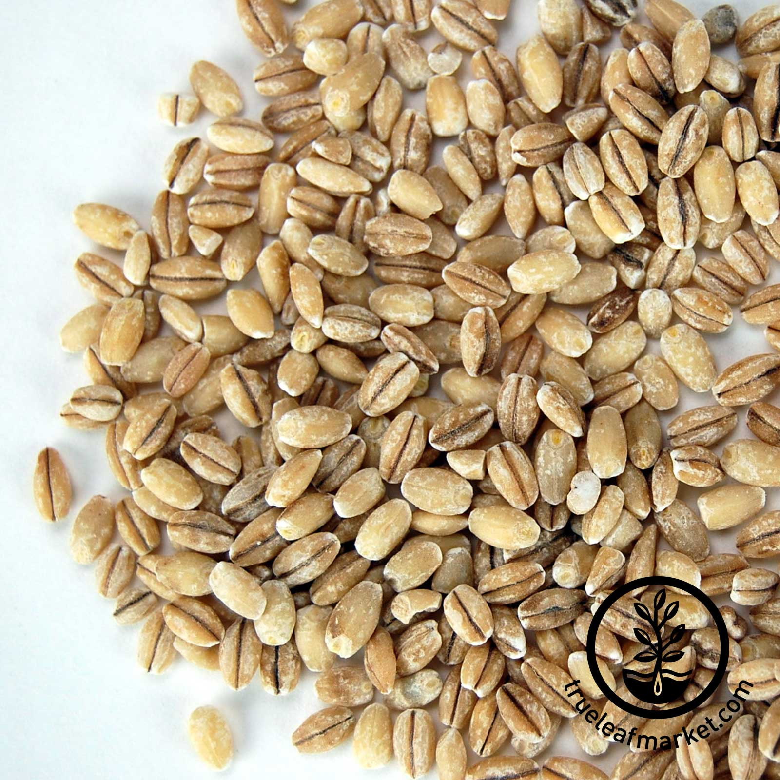 Organic Barley Seed
 Organic Sprout Seed