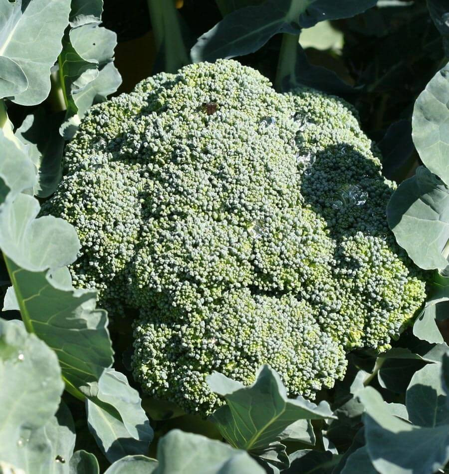 Organic Broccoli Seeds
 Calabrese Organic Broccoli Seeds
