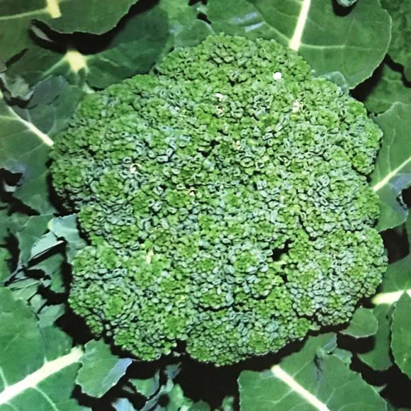 Organic Broccoli Seeds
 Buy ve able Seeds line At Best Prices Page 2 myBageecha