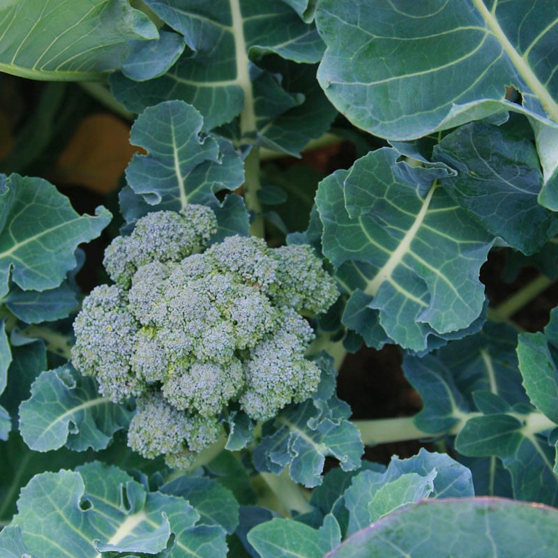 Organic Broccoli Seeds
 Peaceful Valley Organic Broccoli Seeds Di Ciccio 1 4 lb