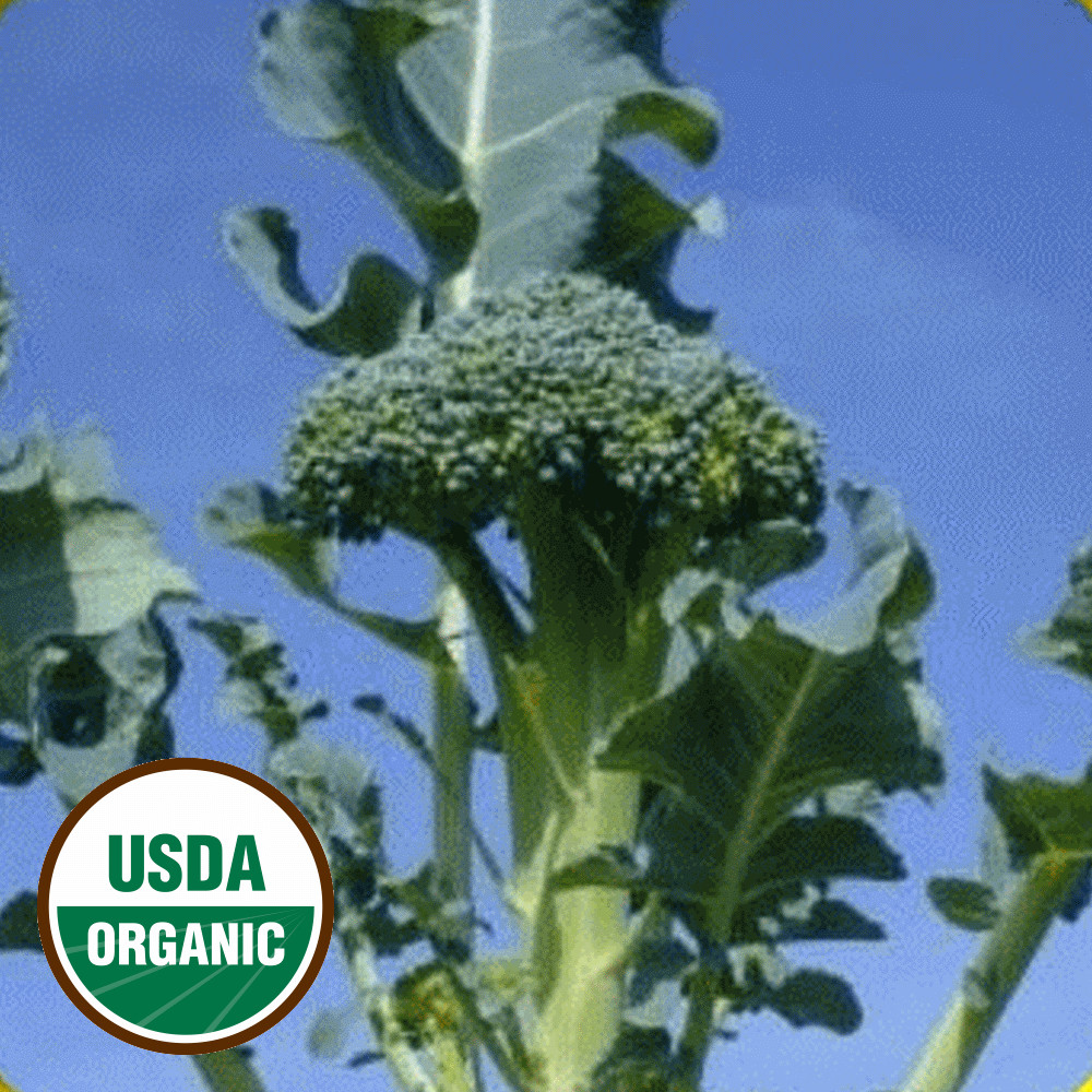 Organic Broccoli Seeds
 Organic Broccoli Seeds Organic Waltham