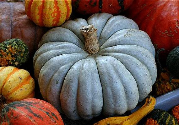 Organic Pumpkin Seeds Usa Grown
 Pumpkin Rainbow Collection 5 exotic heirlooms 50 seeds Blue
