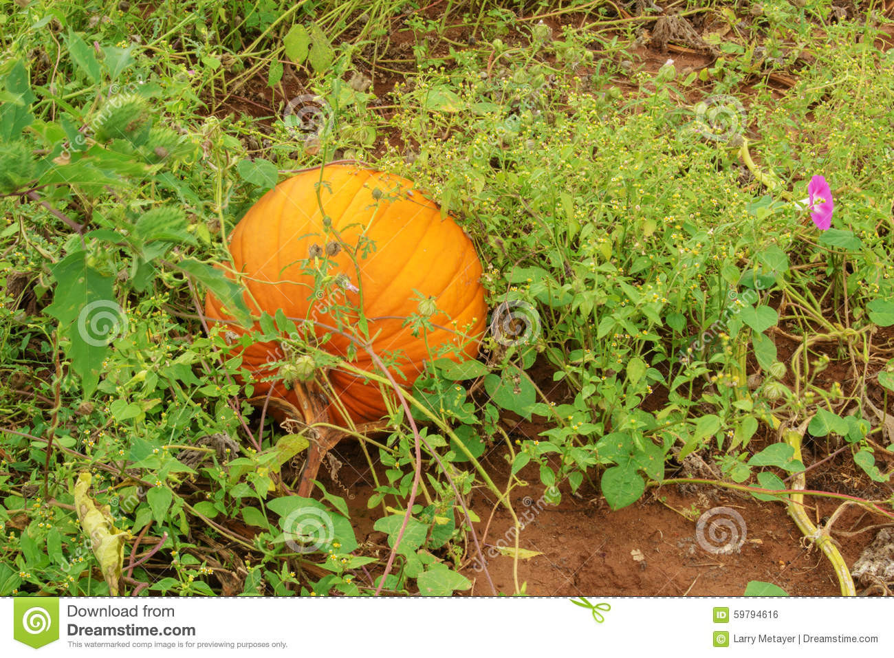 Organic Pumpkin Seeds Usa Grown
 Fresh Orange Pumpkin Growing A Vine Royalty Free Stock