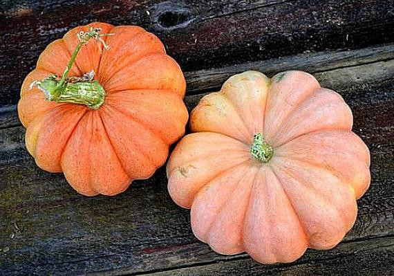 Organic Pumpkin Seeds Usa Grown
 Pumpkin Rainbow Collection 5 exotic heirlooms 50 seeds Blue