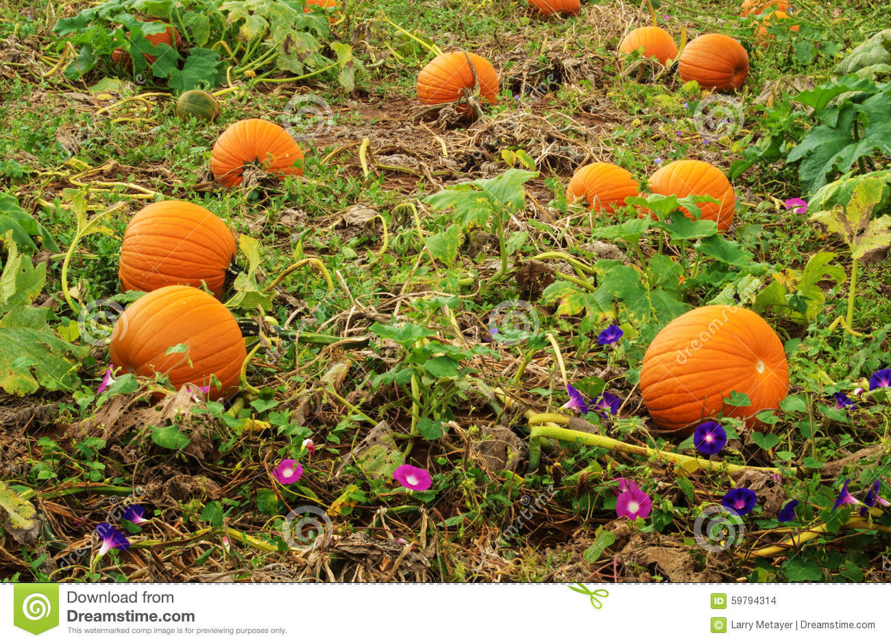 Organic Pumpkin Seeds Usa Grown
 Pumpkins Growing Stock Image