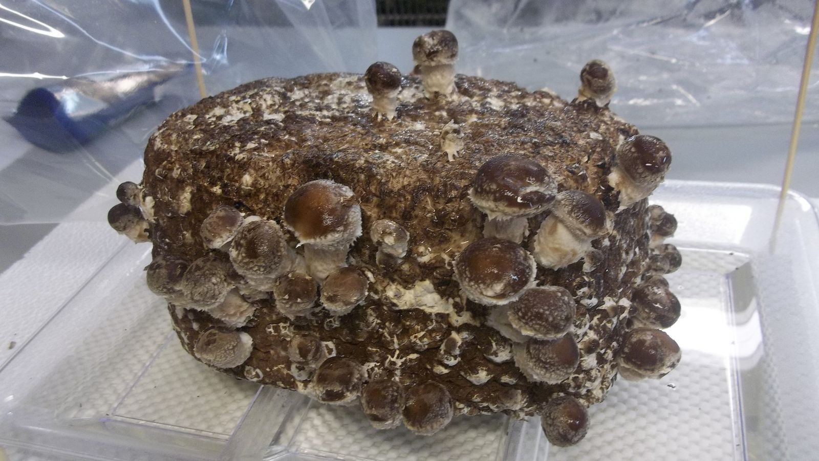 Organic Shiitake Mushrooms
 Growing Organic Shiitake Mushrooms Indoors