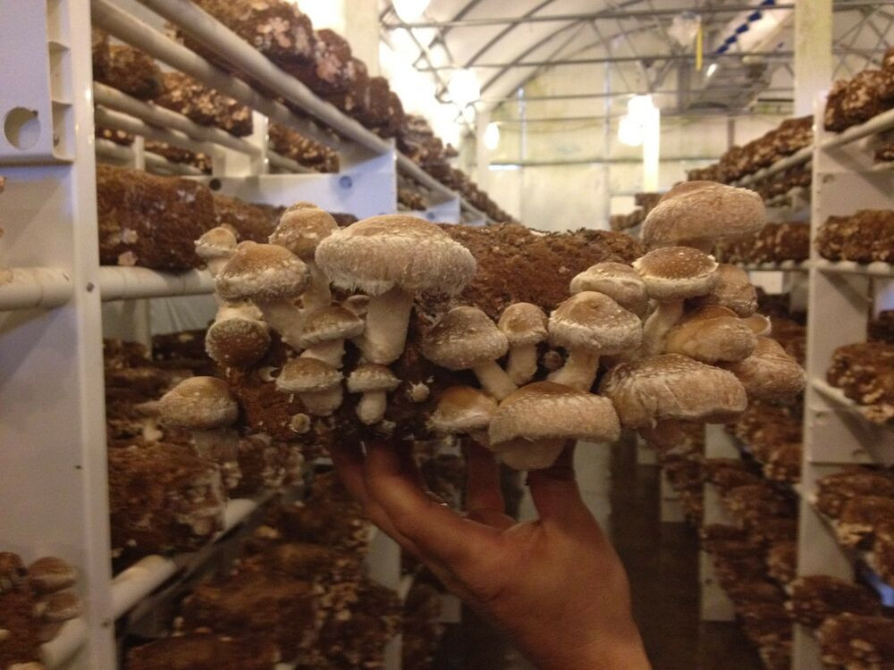 Organic Shiitake Mushrooms
 Shiitake Mushroom 75 dowels plugs easy to grow indoor