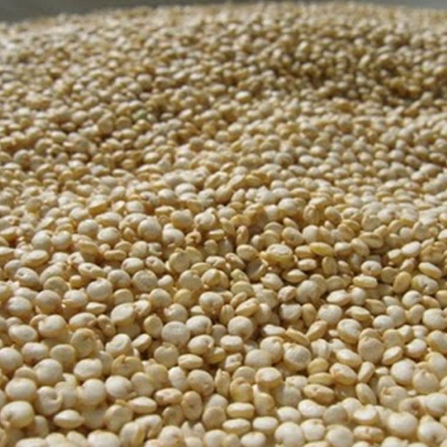 Organic White Quinoa
 Organic White Quinoa Grains – Number8 General Trading LLC