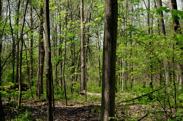 Potato Creek Camping
 Chicago Area Campgrounds Potato Creek State Park