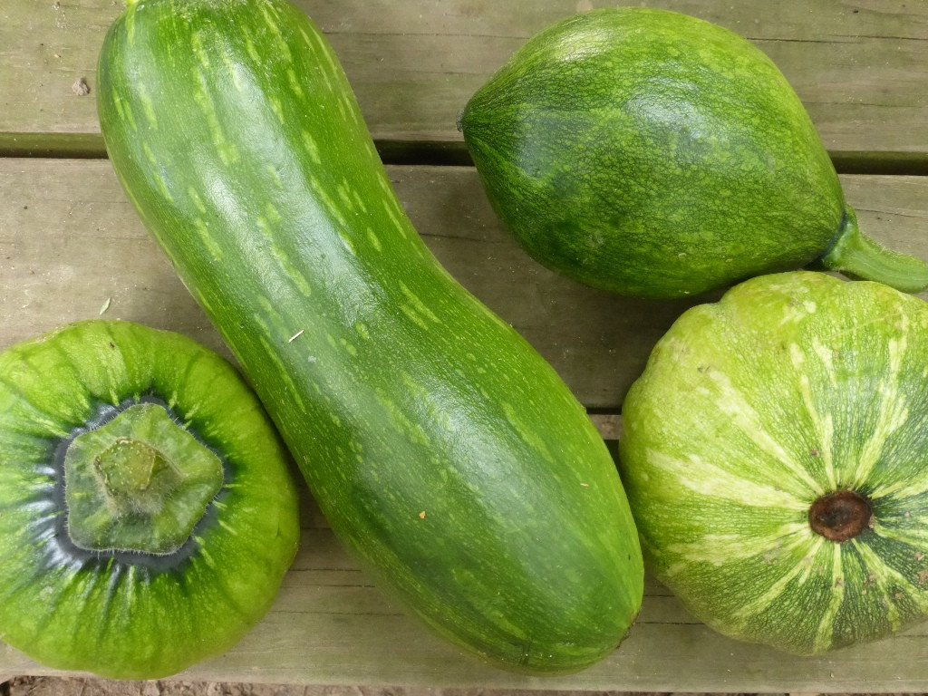 Summer Squash Varieties
 An Alternative to Summer Squash Harvest Winter Squash