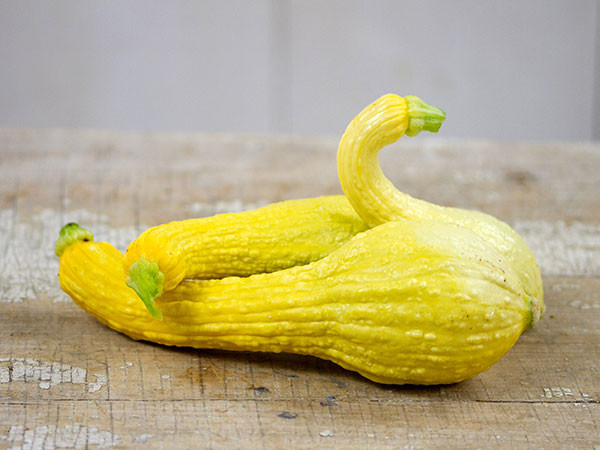 Summer Squash Varieties
 Crookneck Early Golden Summer Squash