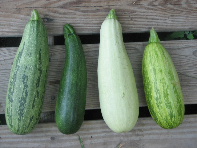 Summer Squash Varieties
 Trailing and Vining Zucchini liseed Project