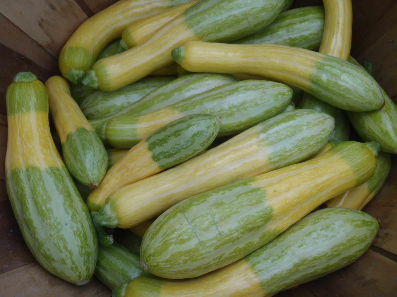 Summer Squash Varieties
 Turtle Bend Farm