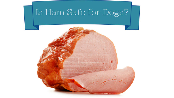 Why Do People Eat Ham On Easter
 Can Dogs Eat Ham Smart Dog Owners