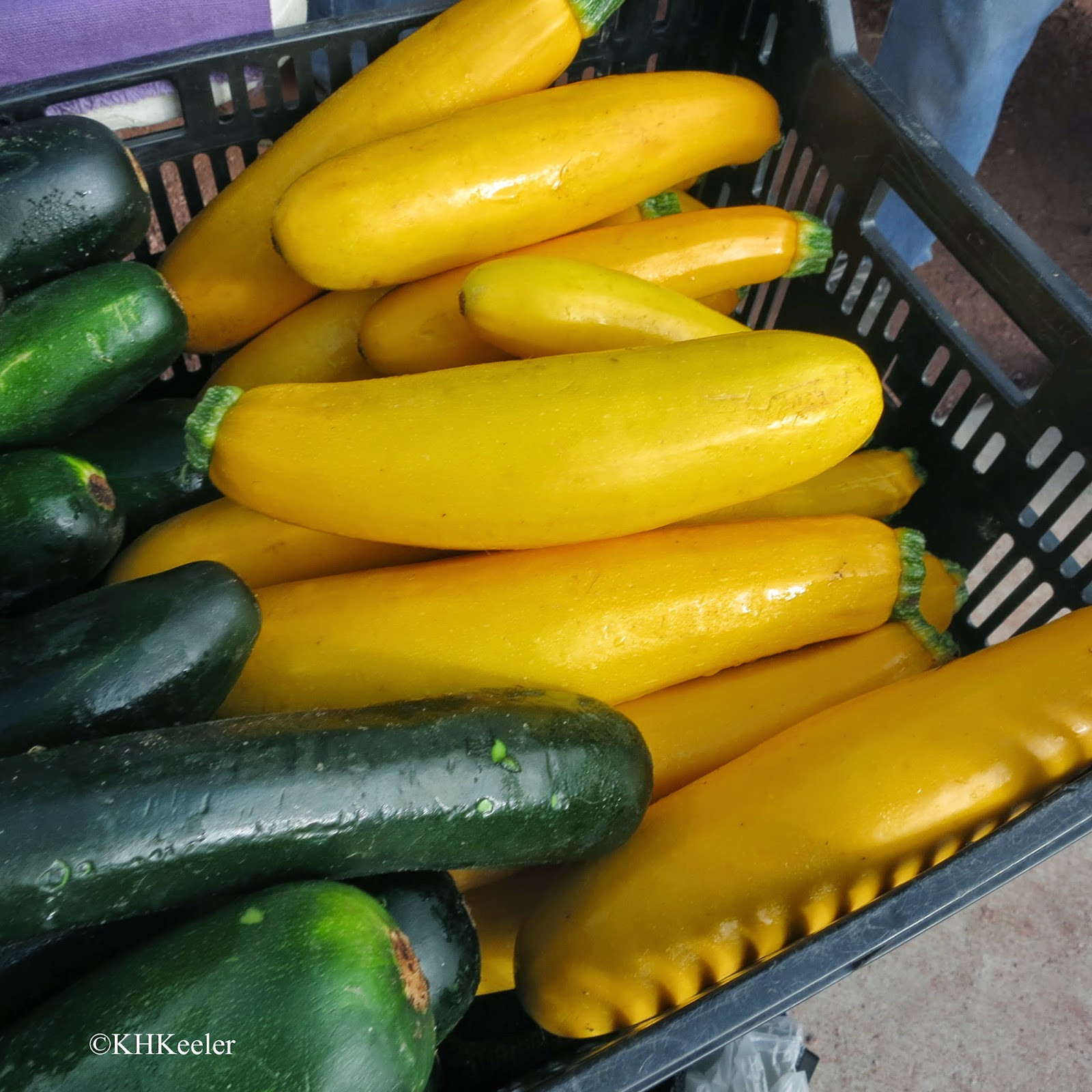 Yellow Summer Squash
 A Wandering Botanist Plant Story American Squashes