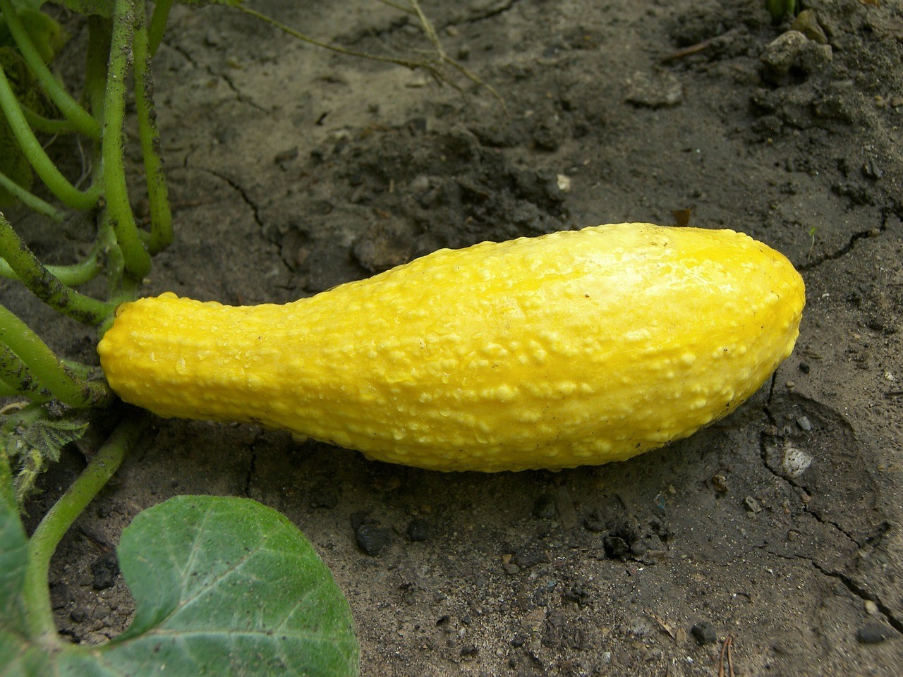 Yellow Summer Squash
 How to Plant Grow and Harvest Yellow Squash GardenAware