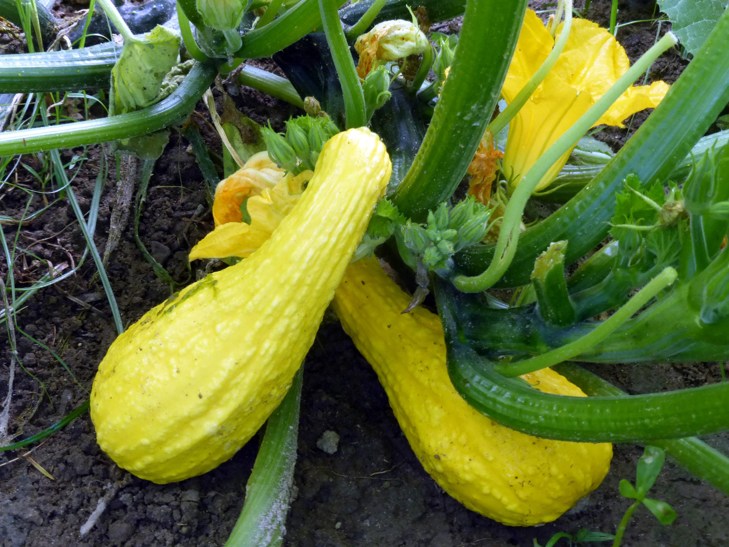 Yellow Summer Squash
 Yellow Crookneck Summer Squash 4 g Southern Exposure