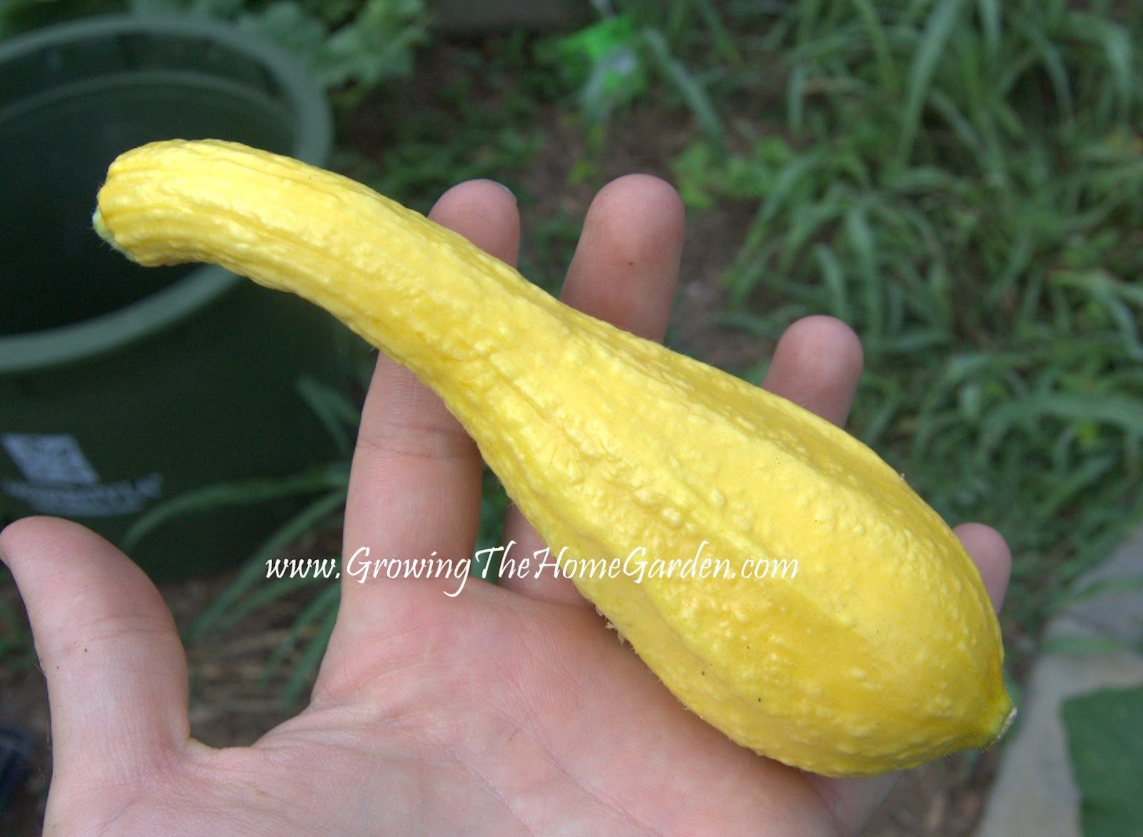 Yellow Summer Squash
 5 Tips to Grow Great Summer Squash Growing The Home Garden
