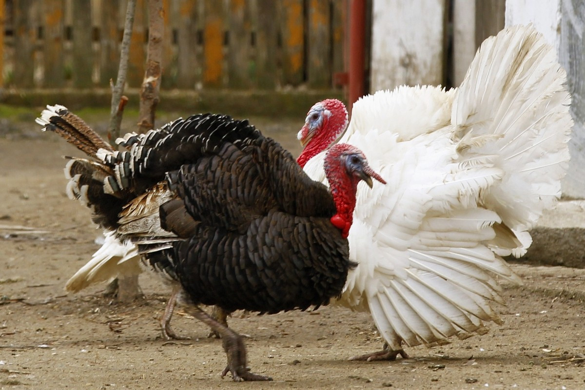 Average Size Turkey For Thanksgiving
 Thanksgiving 2014 Turkey Size Doubles as Demand Hits Roof