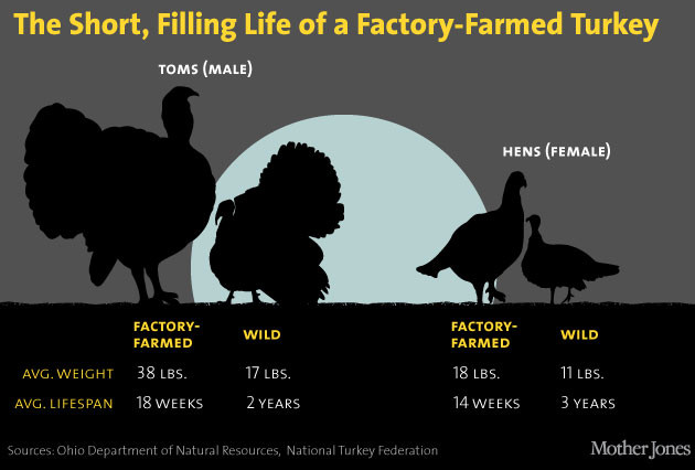 Average Size Turkey For Thanksgiving
 Your Thanksgiving Turkey in 6 Eye Popping Charts