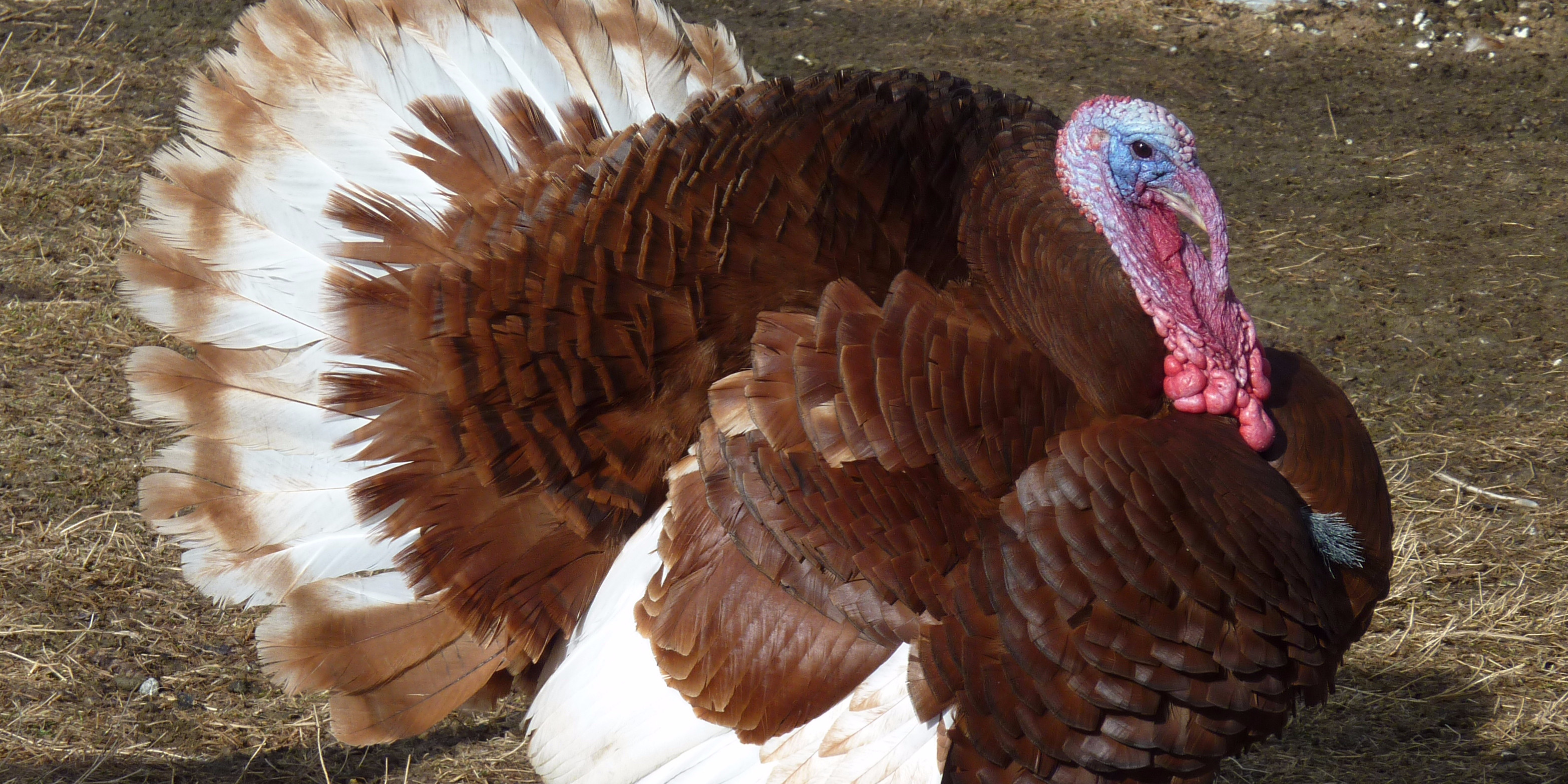 Biggest Thanksgiving Turkey
 How big turkeys were then and now Business Insider