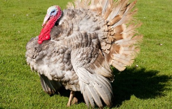 Biggest Thanksgiving Turkey
 Top 10 Thanksgiving Facts